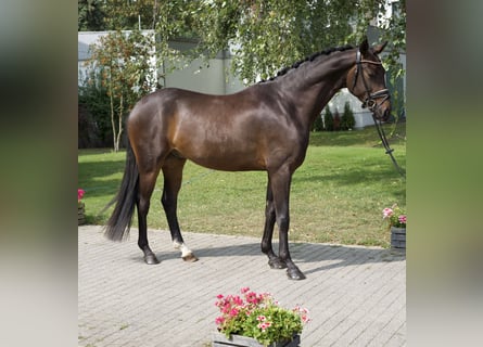 Oldenburgo, Caballo castrado, 4 años, 169 cm, Castaño