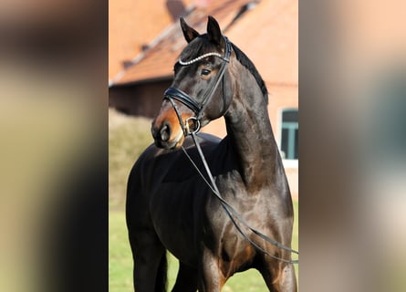 Oldenburgo, Caballo castrado, 4 años, 169 cm, Castaño