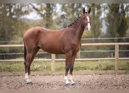 Oldenburgo, Caballo castrado, 4 años, 169 cm, Castaño