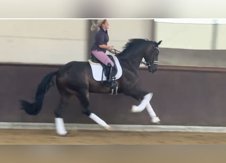 Oldenburgo, Caballo castrado, 4 años, 169 cm, Castaño oscuro