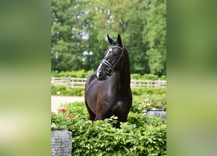 Oldenburgo, Caballo castrado, 4 años, 169 cm, Negro