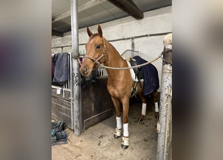 Oldenburgo, Caballo castrado, 4 años, 170 cm, Alazán