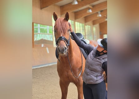 Oldenburgo, Caballo castrado, 4 años, 170 cm, Alazán