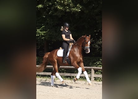 Oldenburgo, Caballo castrado, 4 años, 170 cm, Alazán