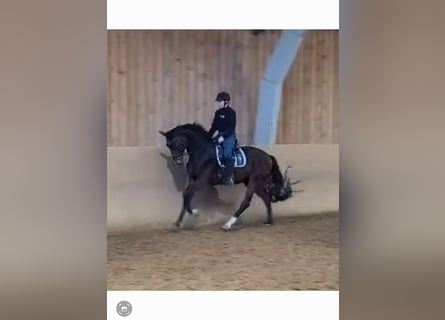 Oldenburgo, Caballo castrado, 4 años, 170 cm, Castaño