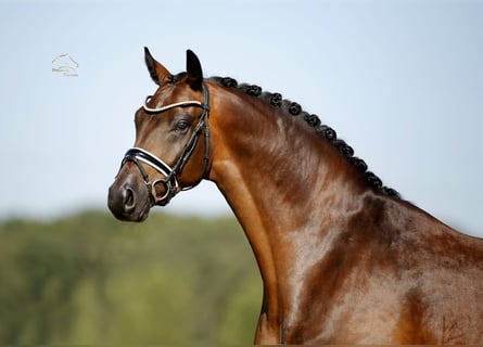 Oldenburgo, Caballo castrado, 4 años, 170 cm, Castaño