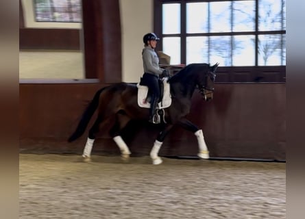 Oldenburgo, Caballo castrado, 4 años, 170 cm, Castaño