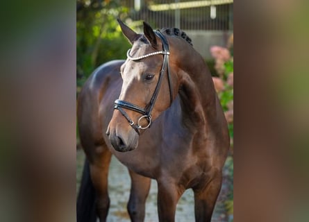 Oldenburgo, Caballo castrado, 4 años, 170 cm, Castaño oscuro