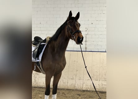 Oldenburgo, Caballo castrado, 4 años, 170 cm, Castaño oscuro