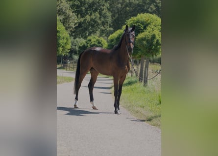 Oldenburgo, Caballo castrado, 4 años, 170 cm, Castaño oscuro