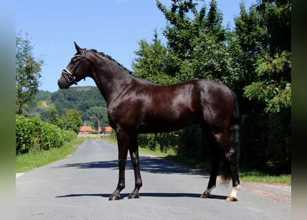 Oldenburgo, Caballo castrado, 4 años, 170 cm, Negro