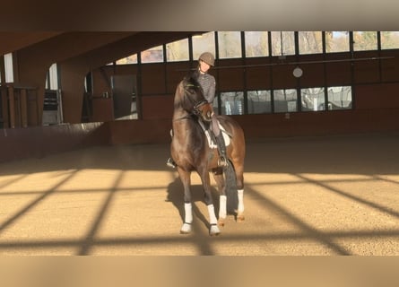 Oldenburgo, Caballo castrado, 4 años, 170 cm, Negro