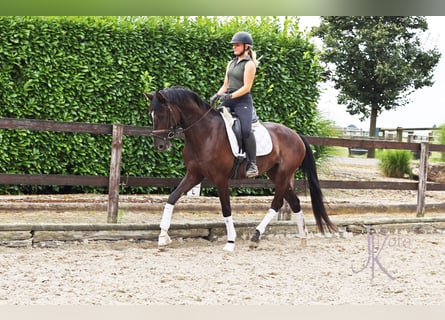 Oldenburgo, Caballo castrado, 4 años, 170 cm, Negro