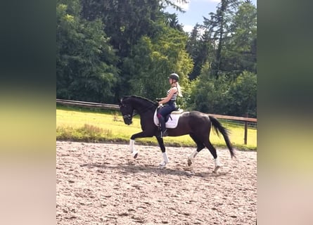 Oldenburgo, Caballo castrado, 4 años, 170 cm, Negro