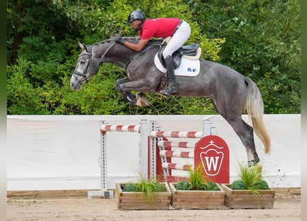 Oldenburgo, Caballo castrado, 4 años, 170 cm, Tordo