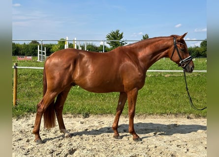 Oldenburgo, Caballo castrado, 4 años, 171 cm, Alazán