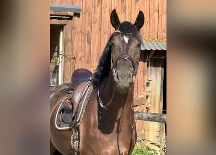 Oldenburgo, Caballo castrado, 4 años, 171 cm, Negro