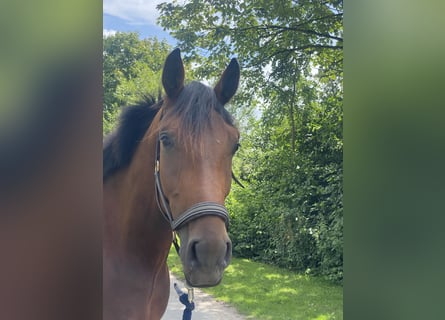 Oldenburgo, Caballo castrado, 4 años, 172 cm, Castaño