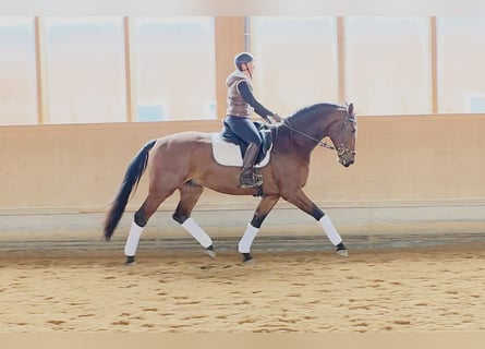 Oldenburgo, Caballo castrado, 4 años, 172 cm, Castaño