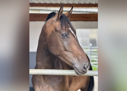 Oldenburgo, Caballo castrado, 4 años, 172 cm, Castaño