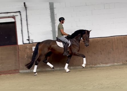 Oldenburgo, Caballo castrado, 4 años, 172 cm, Castaño oscuro