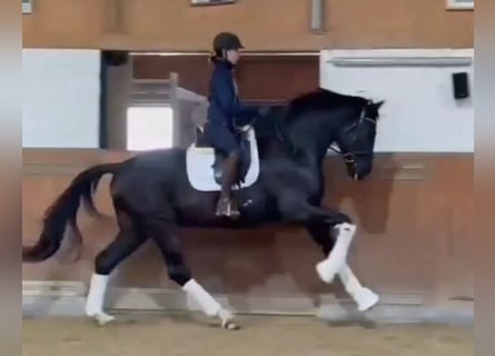 Oldenburgo, Caballo castrado, 4 años, 172 cm, Morcillo