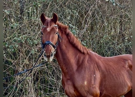 Oldenburgo, Caballo castrado, 4 años, 173 cm, Alazán
