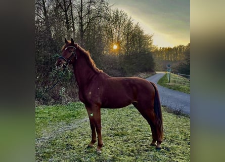 Oldenburgo, Caballo castrado, 4 años, 173 cm, Alazán