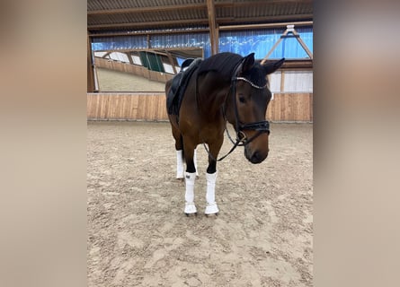 Oldenburgo, Caballo castrado, 4 años, 173 cm, Castaño