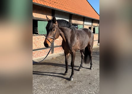 Oldenburgo, Caballo castrado, 4 años, 173 cm, Castaño
