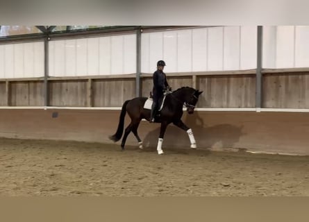 Oldenburgo, Caballo castrado, 4 años, 173 cm, Castaño oscuro