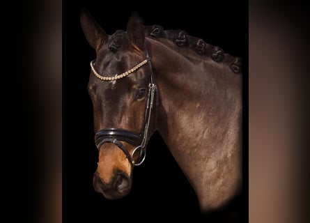 Oldenburgo, Caballo castrado, 4 años, 173 cm, Castaño oscuro