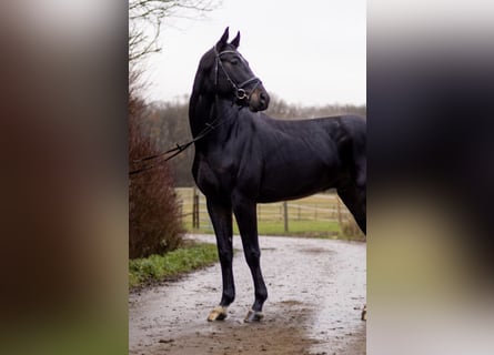 Oldenburgo, Caballo castrado, 4 años, 173 cm, Morcillo