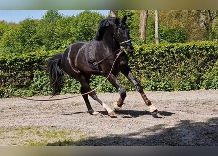 Oldenburgo, Caballo castrado, 4 años, 173 cm, Negro