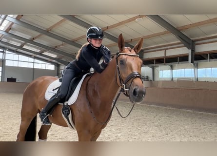 Oldenburgo, Caballo castrado, 4 años, 174 cm, Alazán