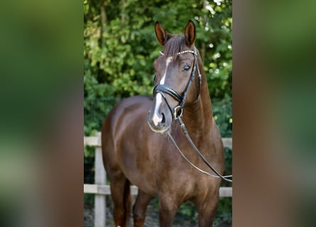 Oldenburgo, Caballo castrado, 4 años, 174 cm, Alazán-tostado