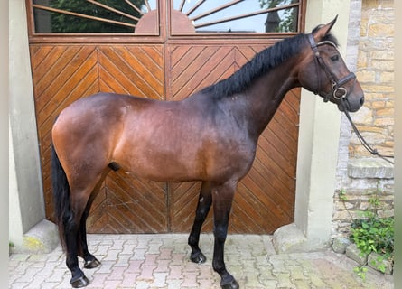 Oldenburgo, Caballo castrado, 4 años, 174 cm, Castaño