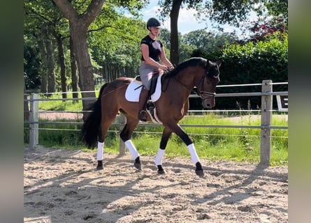 Oldenburgo, Caballo castrado, 4 años, 174 cm, Castaño