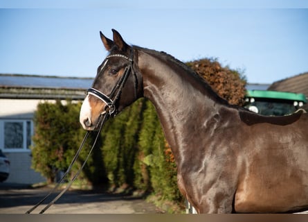 Oldenburgo, Caballo castrado, 4 años, 174 cm, Castaño oscuro