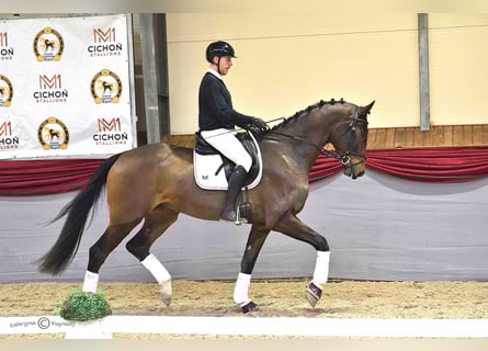 Oldenburgo, Caballo castrado, 4 años, 175 cm, Castaño