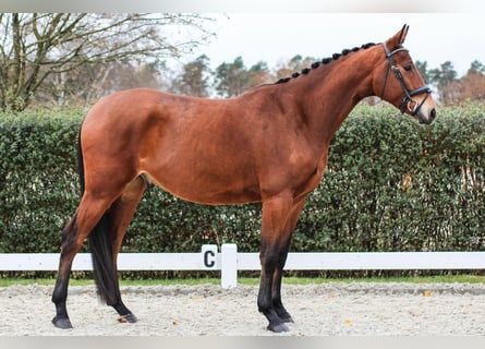 Oldenburgo, Caballo castrado, 4 años, 175 cm, Castaño