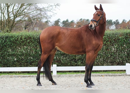 Oldenburgo, Caballo castrado, 4 años, 175 cm, Castaño