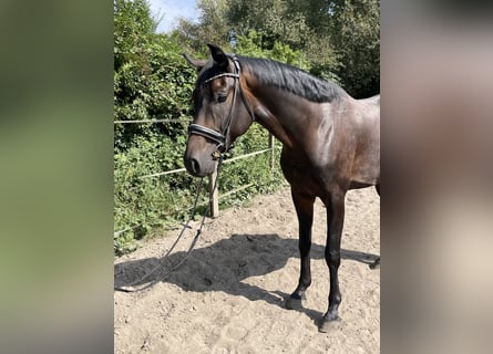 Oldenburgo, Caballo castrado, 4 años, 175 cm, Castaño oscuro