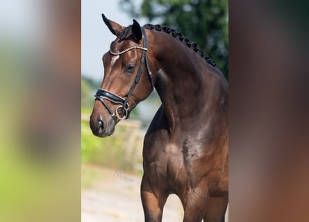 Oldenburgo, Caballo castrado, 4 años, 176 cm, Castaño