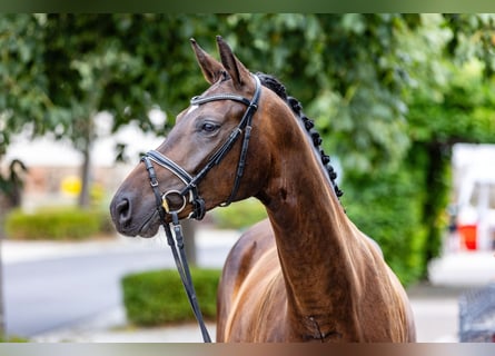 Oldenburgo, Caballo castrado, 4 años, 179 cm, Castaño oscuro