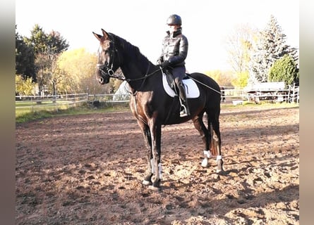 Oldenburgo, Caballo castrado, 4 años, 179 cm, Morcillo