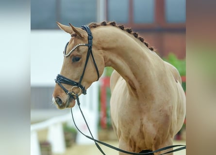 Oldenburgo, Caballo castrado, 4 años, Alazán