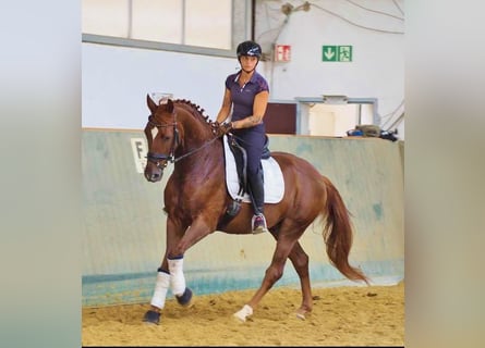 Oldenburgo, Caballo castrado, 5 años, 160 cm, Alazán