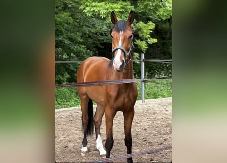 Oldenburgo, Caballo castrado, 5 años, 162 cm, Castaño