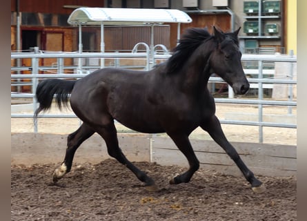 Oldenburgo, Caballo castrado, 5 años, 162 cm, Negro